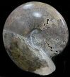 Polished Shloenbacchia Ammonite With Stone Base #35311-2